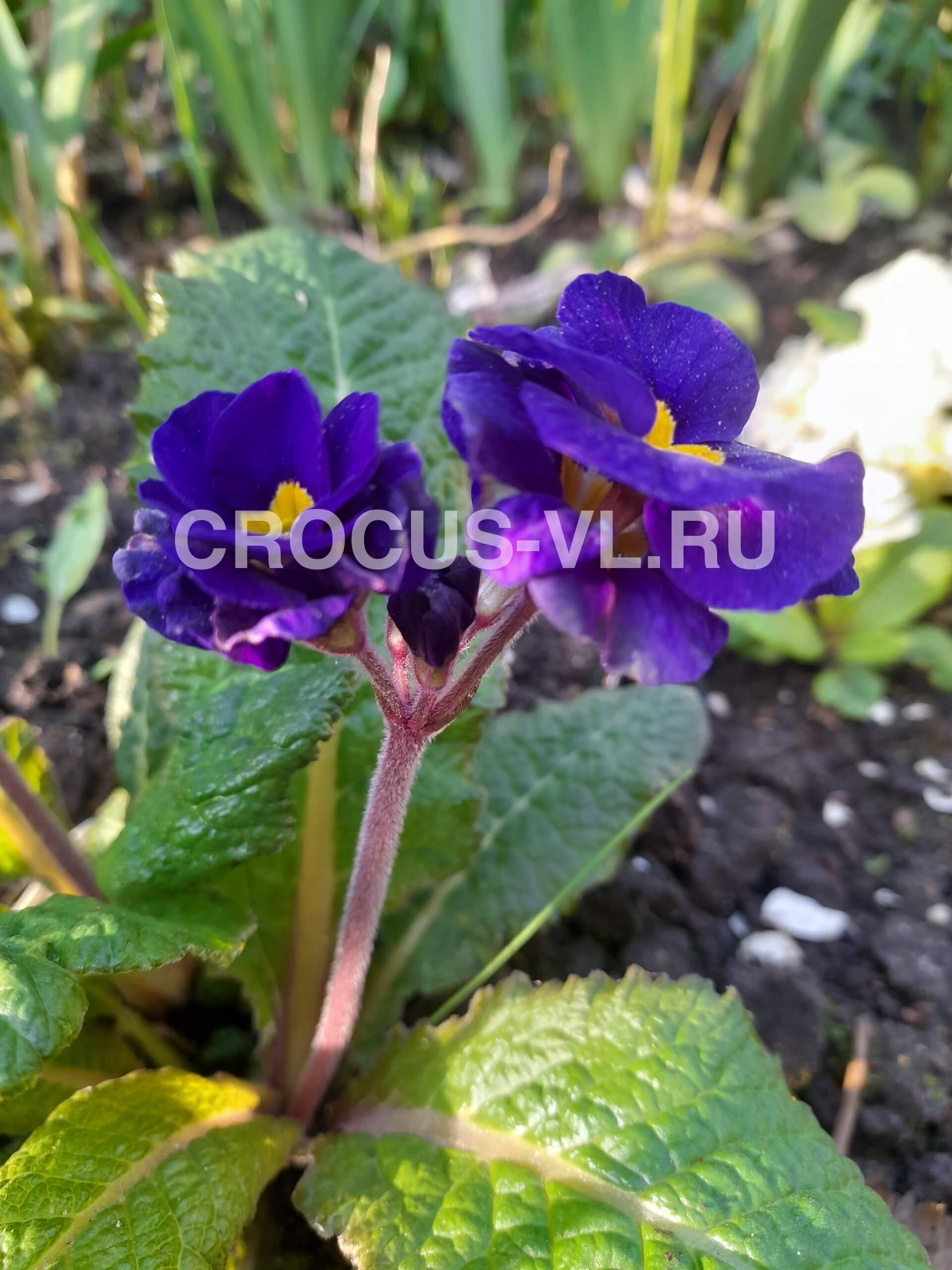 Примула полиантовая «Hose in Hose»